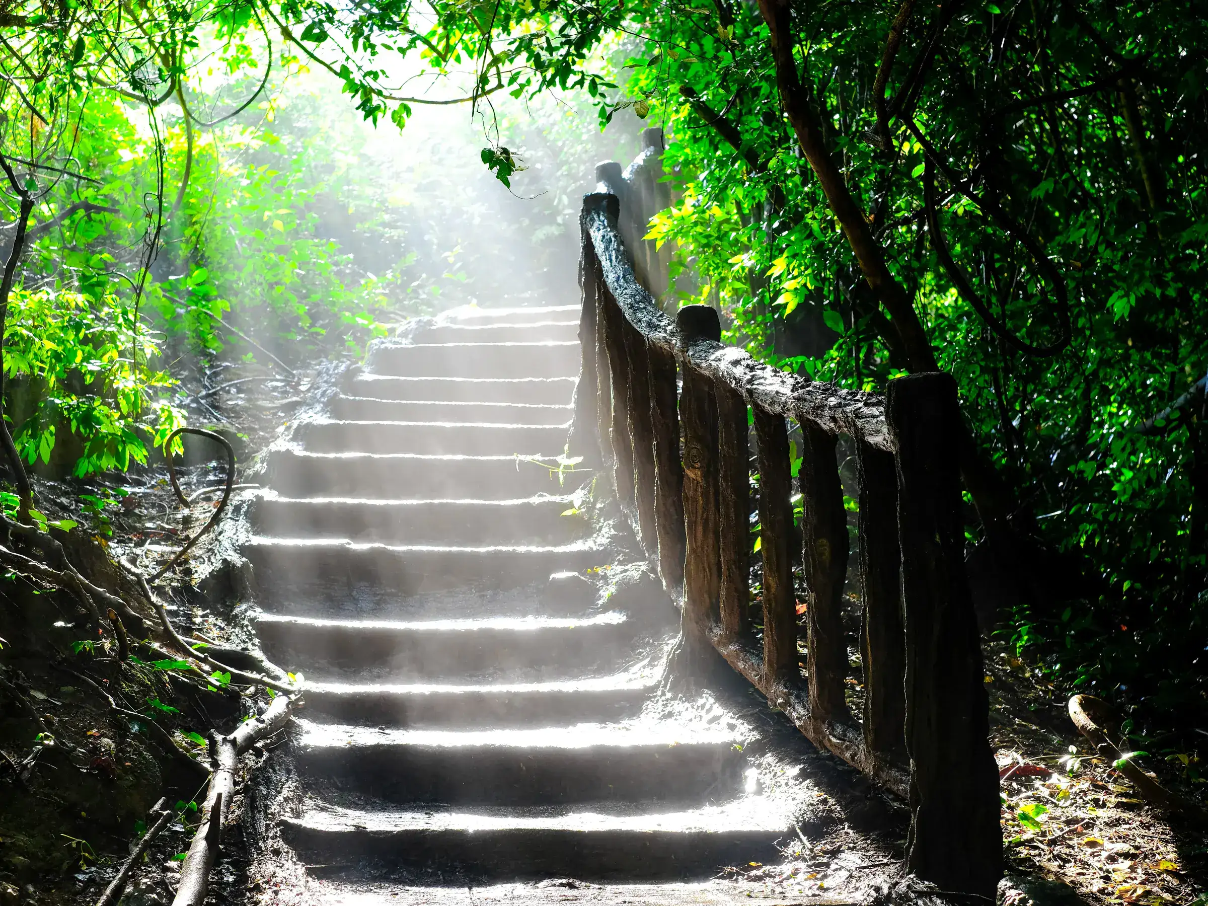 Stone steps along a wooded path